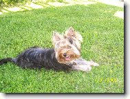 Jorkšírský terier, Yorkshire Terrier,