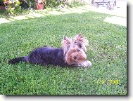 Jorkšírský terier, Yorkshire Terrier,