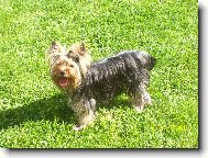 Jorkšírský terier, Yorkshire Terrier,