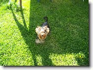 Jorkšírský terier, Yorkshire Terrier,