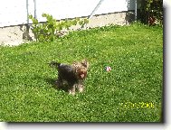 Jorkšírský terier, Yorkshire Terrier,