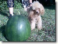Toy Poodle