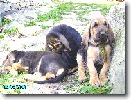 Chien de Saint-Hubert
