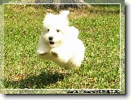 Coton de Tulear