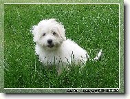 Coton de Tulear