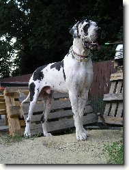 Deutsche Dogge