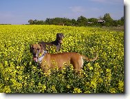 Deutsche Dogge