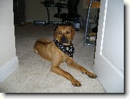 Rhodesian Ridgeback