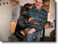 Dobermann, Doberman