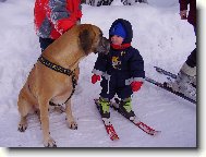 Deutsche Dogge