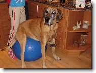 Deutsche Dogge
