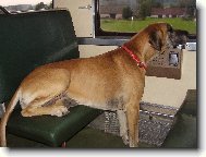 Deutsche Dogge
