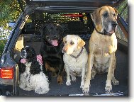 Deutsche Dogge