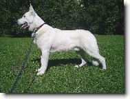 Berger Blanc Suisse, White Swiss Shepherd Dog