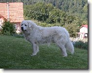 Slovak Cuvac