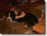 Berner Sennenhund