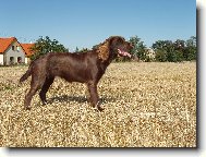 German spaniel \(Dog standard\)