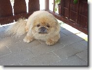 Pekingese, Pekinese, Peking Palasthound