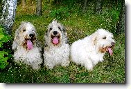 Petit Basset griffon vendéen, Petit Basset Griffon Vendeen
