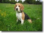 Beagle \\\\\\\\\\\\\\\\\\\\\(Dog standard\\\\\\\\\\\\\\\\\\\\\)