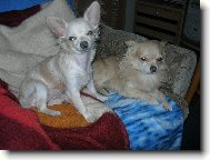 Chihuahua