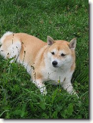 Japanese Akita