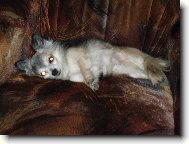 Chihuahua