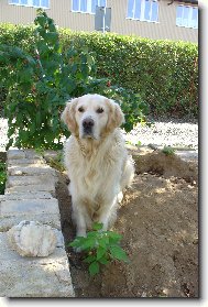 Golden Retriever