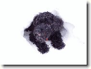 Schnauzer