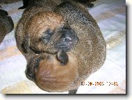 Tosa Inu, Japanese Fighting Dog
