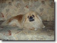 Pekingese, Pekinese, Peking Palasthound