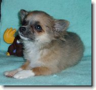 Chihuahua