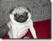 Pug