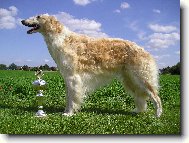 Borzoi  Russian Hunting Sighthound