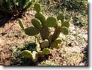 Opuntia