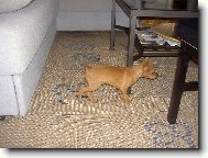 Zwergpinscher