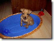 Zwergpinscher
