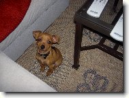 Zwergpinscher