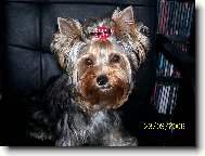 Jorkšírský terier, Yorkshire Terrier,