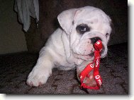English Bulldog