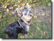 Jorkšírský terier, Yorkshire Terrier,