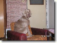 Weimaraner, Weimaraner Vorsterhund