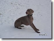 Weimaraner, Weimaraner Vorsterhund