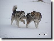 Alaskan Malamute