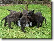 Dutch shepherd dog \\\\\\\\\\\\\\\\\\\\\(Dog standard\\\\\\\\\\\\\\\\\\\\\)