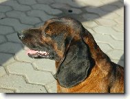 Bayriswcher Gebirgsschweisshund, Bavarian Mountain Scenthound