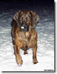 Bayriswcher Gebirgsschweisshund, Bavarian Mountain Scenthound