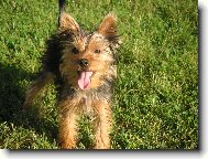 Jorkšírský terier, Yorkshire Terrier,