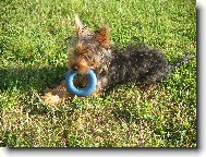Jorkšírský terier, Yorkshire Terrier,
