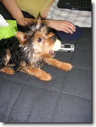 Jorkšírský terier, Yorkshire Terrier,